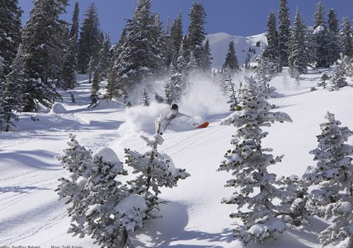 Big Red Cats has a vast amount of alpine and trees