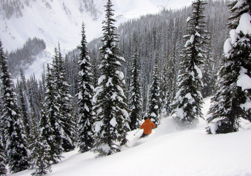 Retallack Cat Skiing BC - tight steep trees