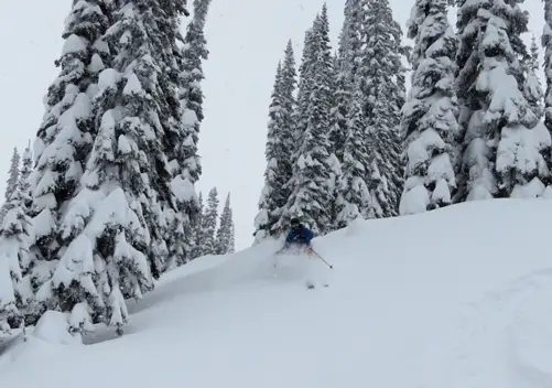The experience can be well tailored to those new to cat skiing