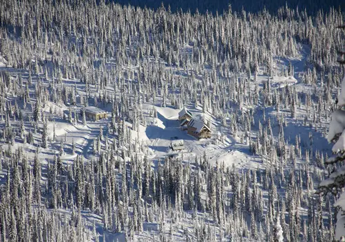 Some nice mellow tree skiing