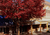 Mountain Hound Inn, Nelson