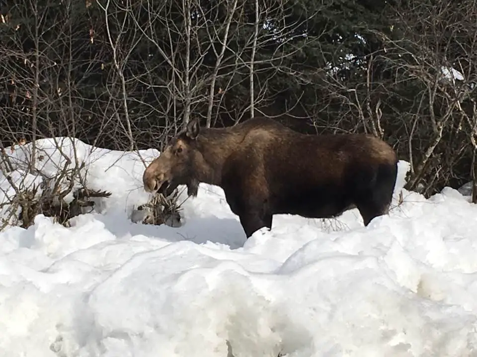 You know it's Alaska when you see a moose on the Main Street