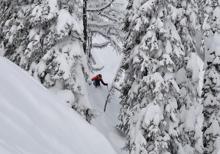 Whitewater trees.