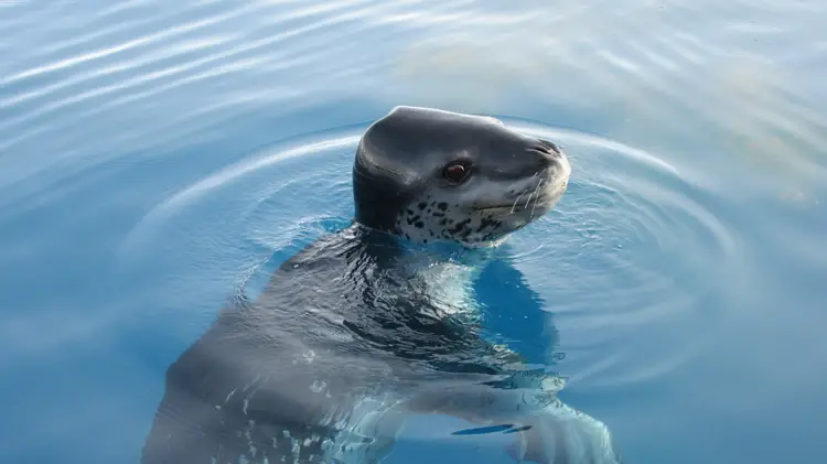 A "friendly" leopard seal popped up to say hello on the way to skiing