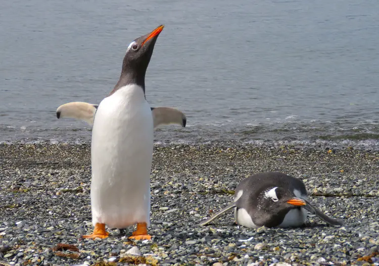 A visit to Penguin Island was a highlight