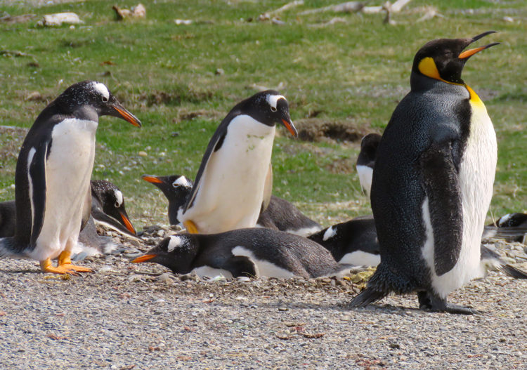 The king penguin hanging out with the gentoo penguins