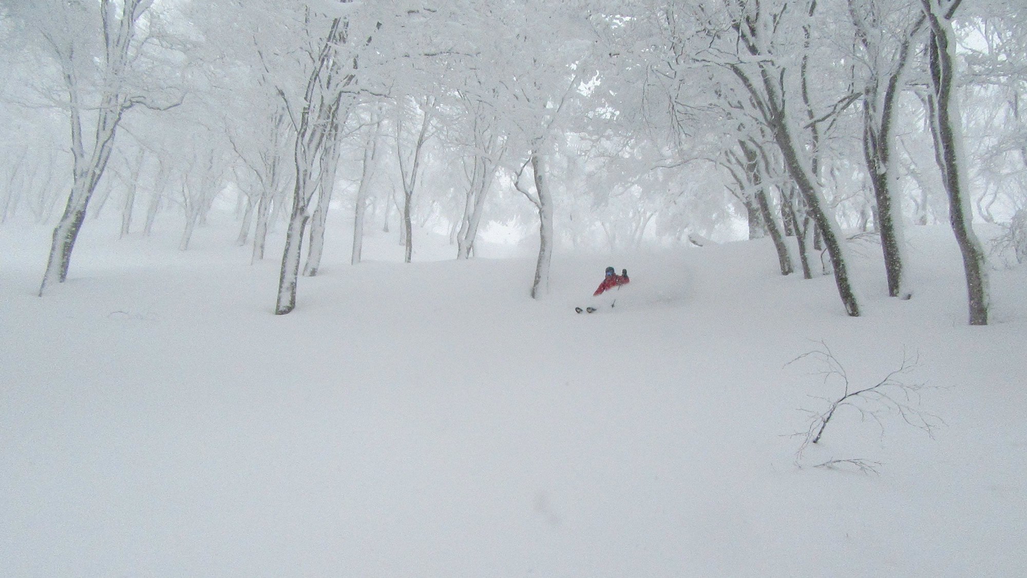 Fantastic tree skiing