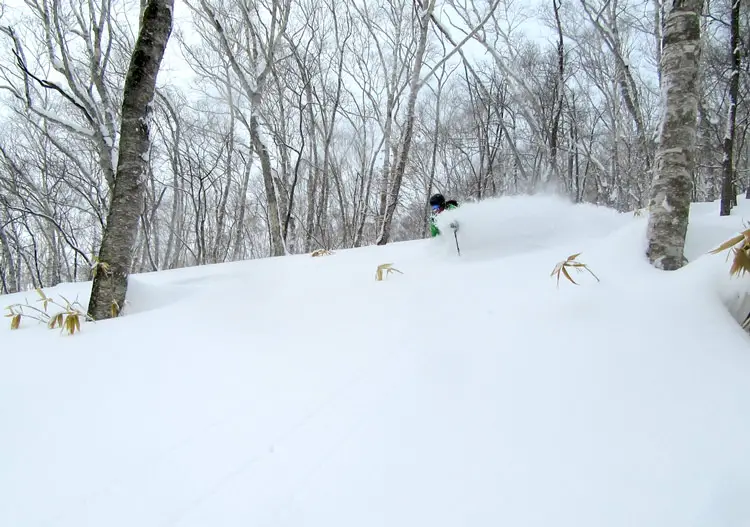 More beautiful tree skiing