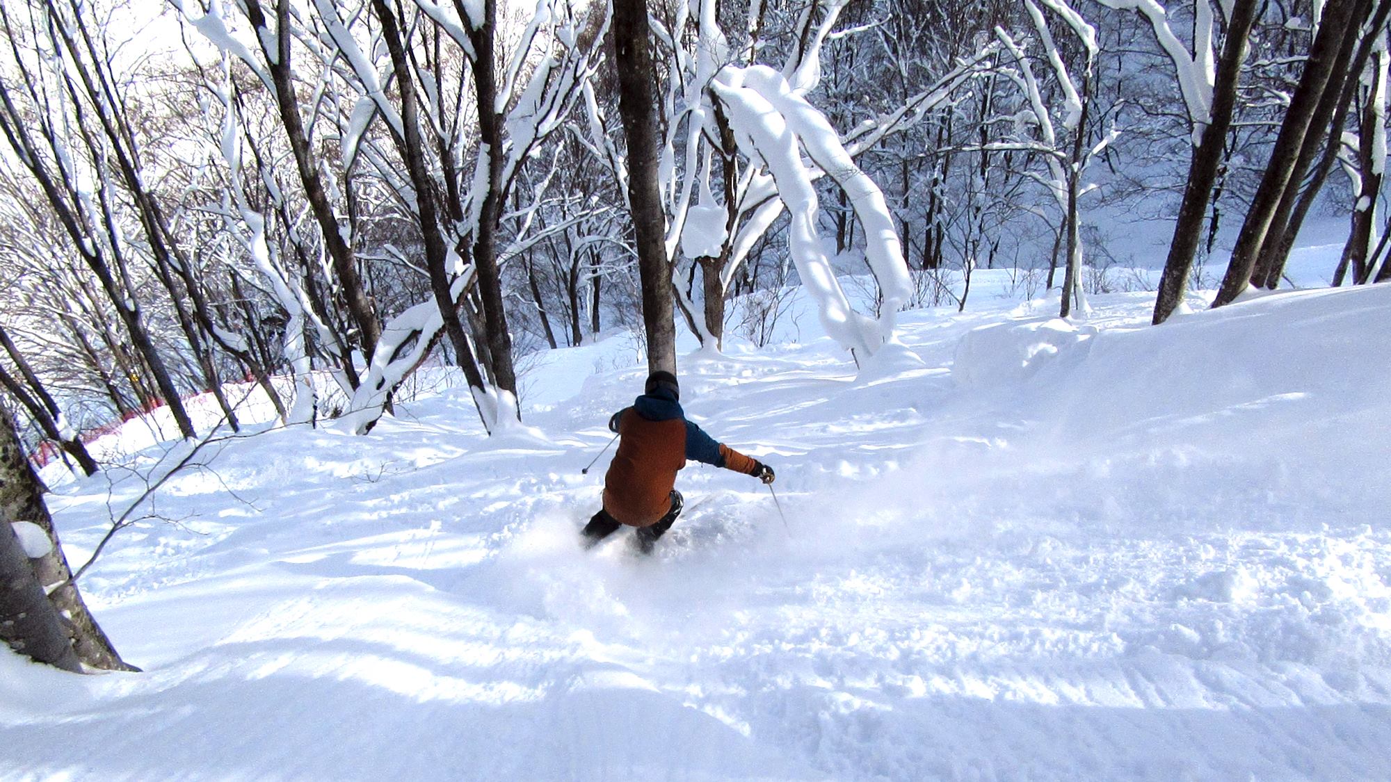 Tree skiing in-bounds at Cortina