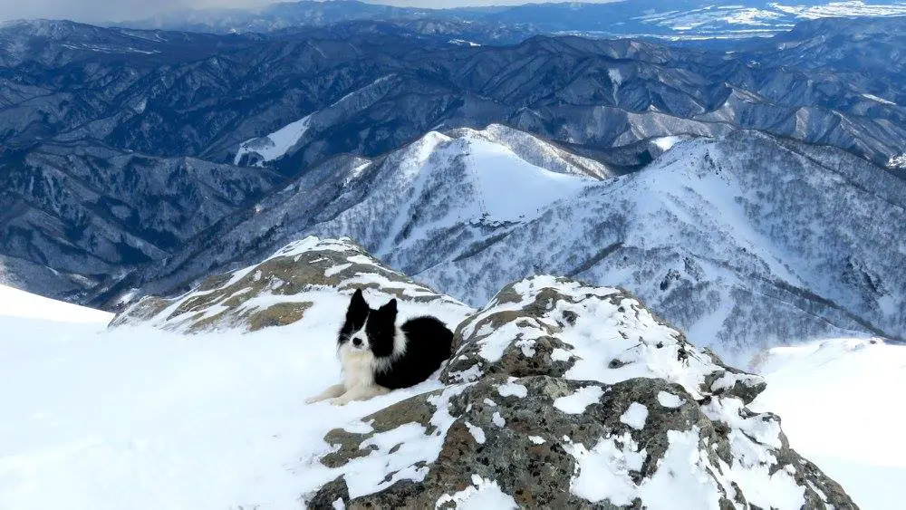 Lucky from Tenjin Lodge is one lucky dog!