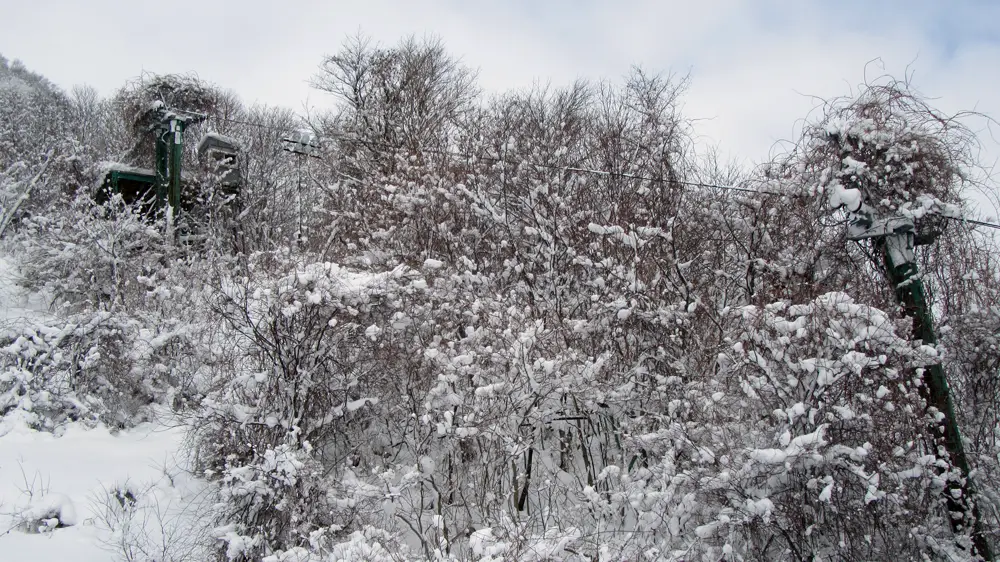 A former lift covered in vines