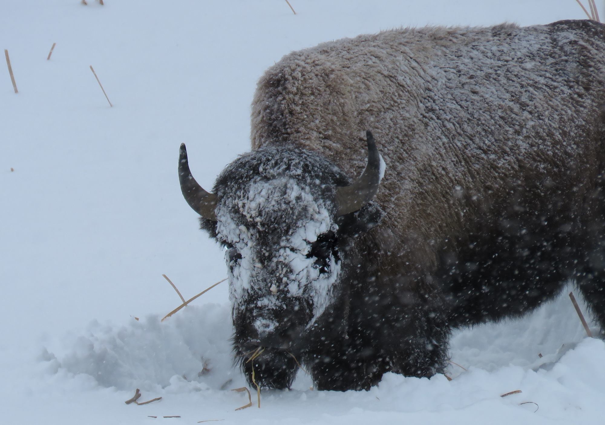 A trip to Yellowstone National Park