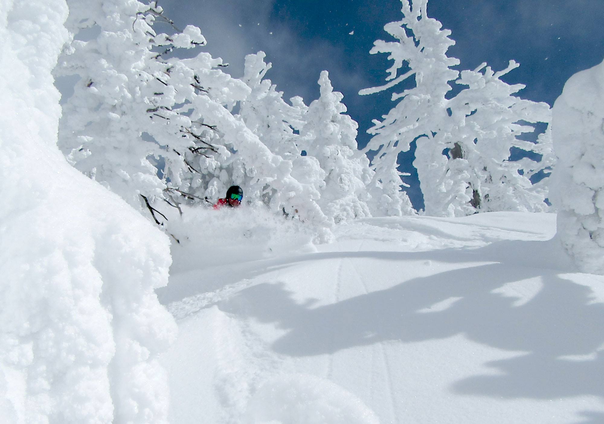 Trees near the top