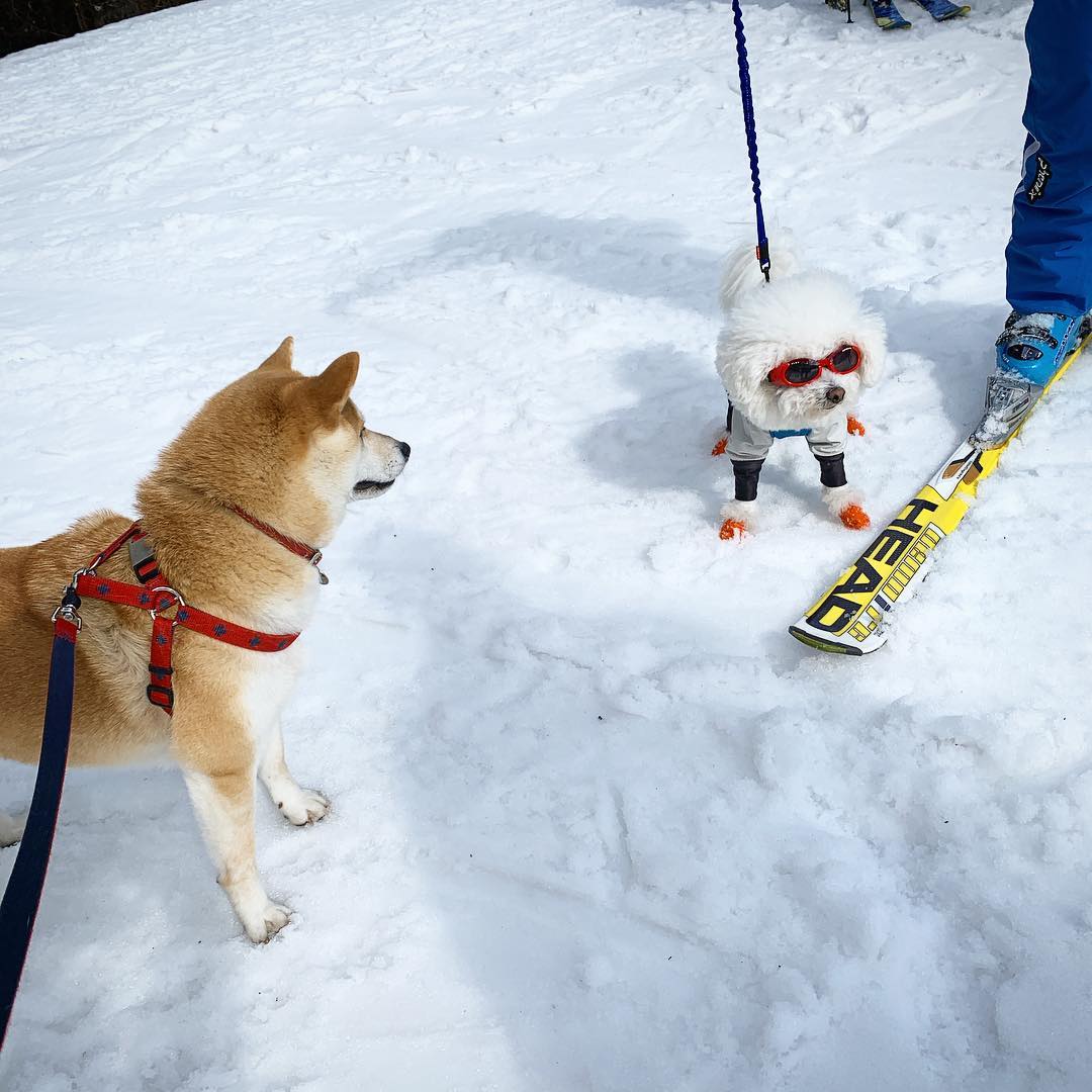 Powder hounds!