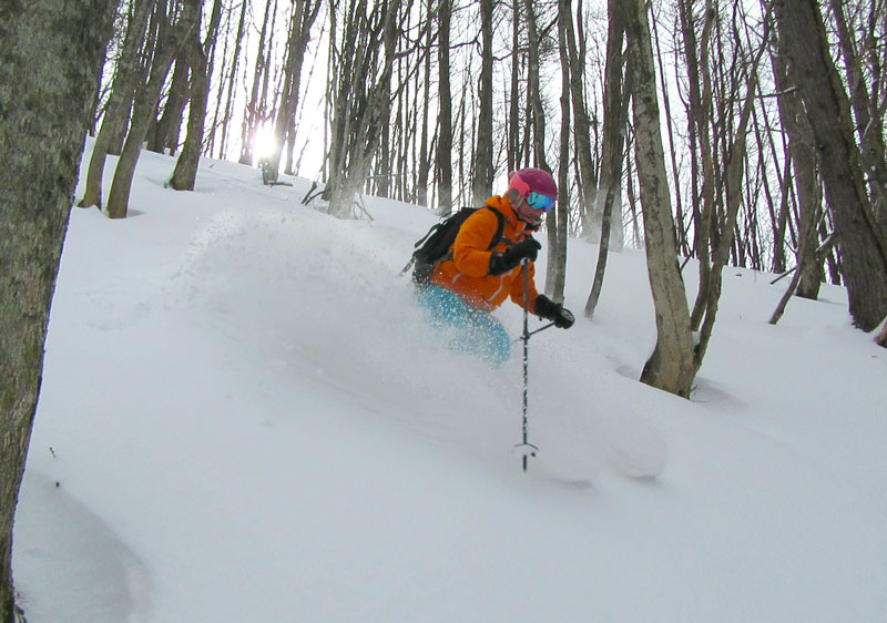 Easily accessed tree skiing