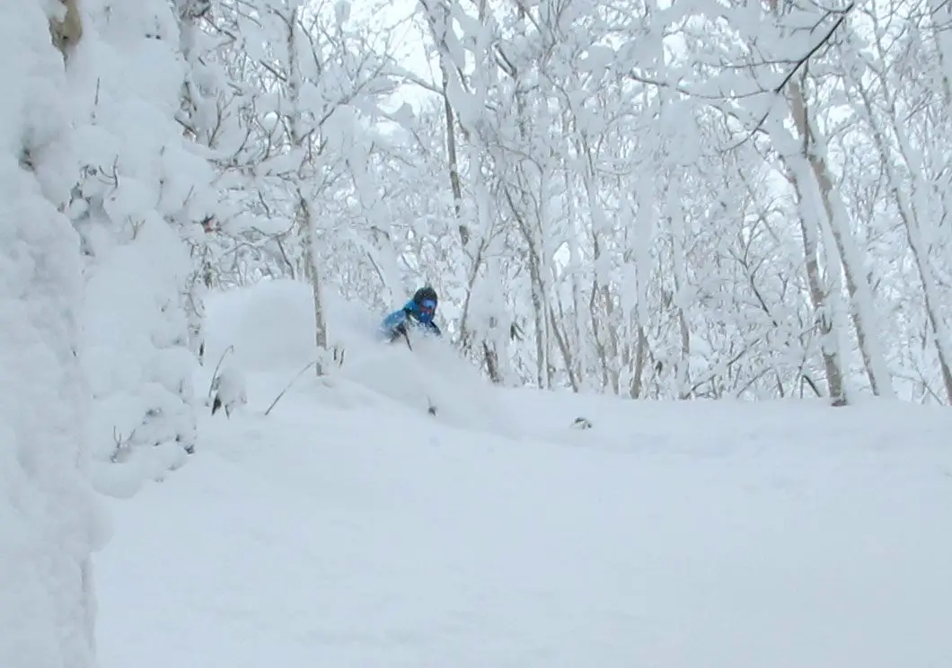 Fantastic tree skiing