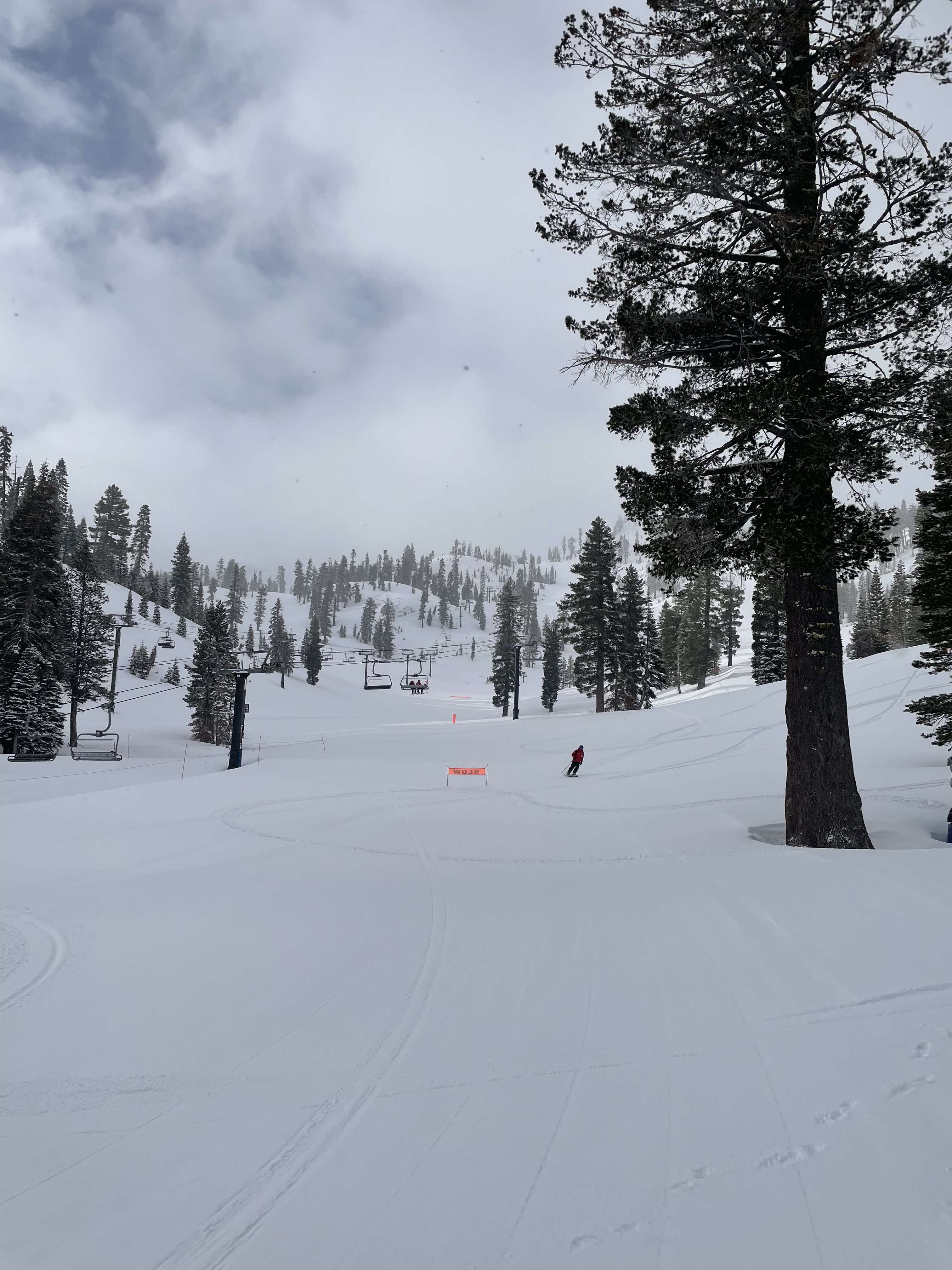 Lookin up the  mountain on a powday morning