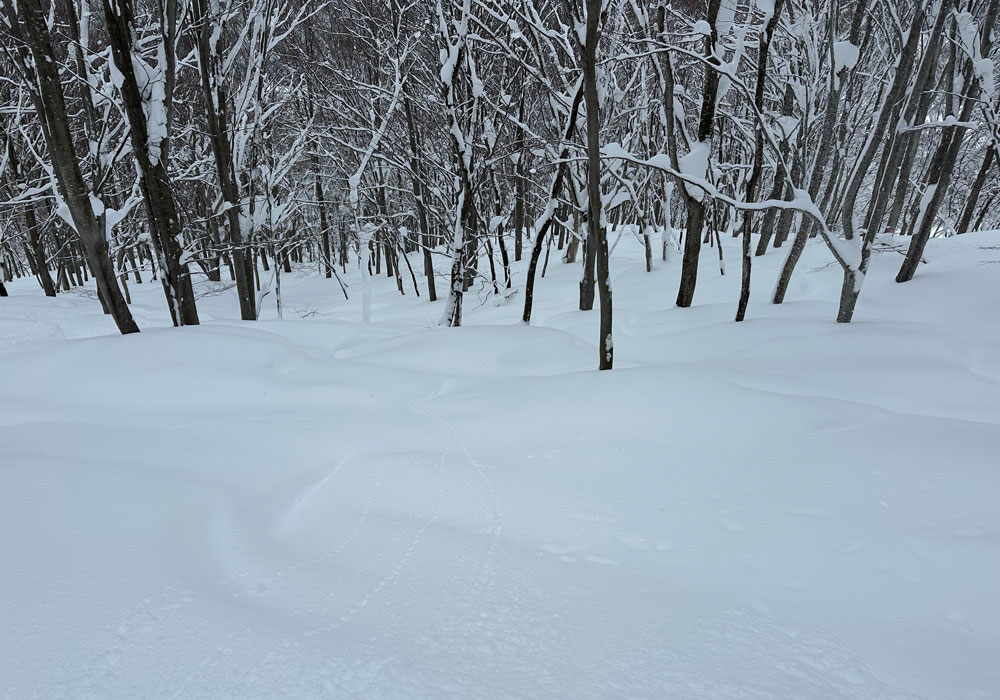 Off-piste trees