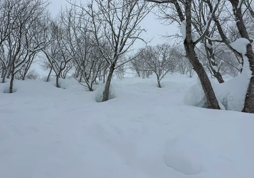 Big chunks in the trees
