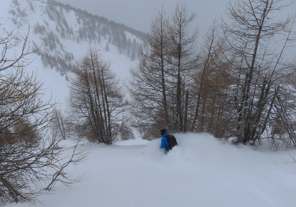 Larch trees heading down to 503 Grand Tsai