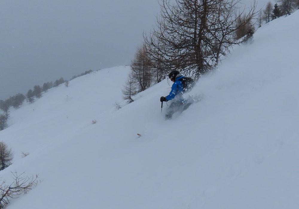Larch trees at Bruson