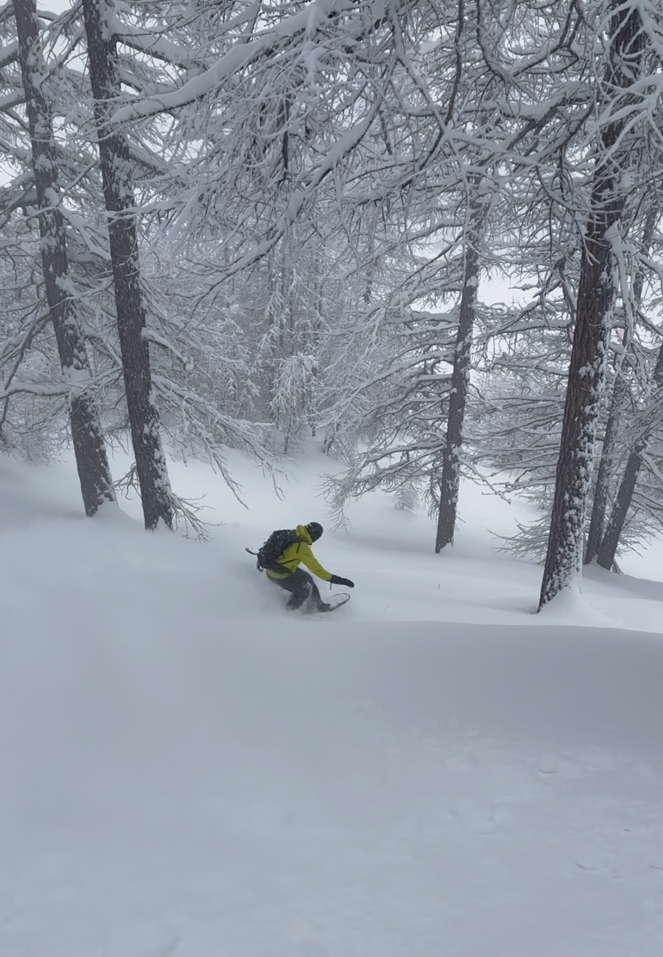 Very fun trees