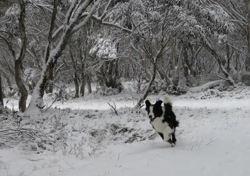 Dinner Plain: dog running in the snow