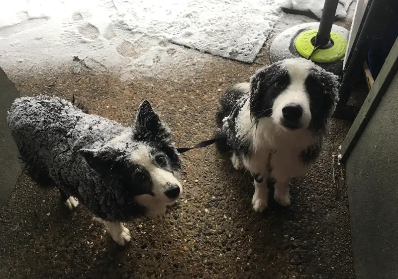 Why Are Dogs Not Allowed In National Parks Australia