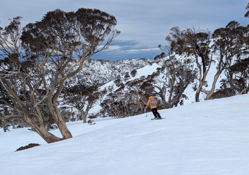 Gentle tree skiing at Perisher