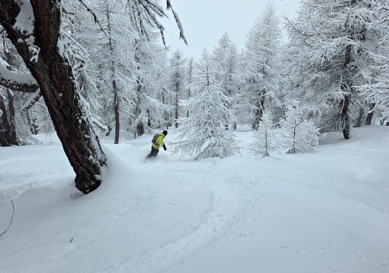 Riding trees in Sestriere