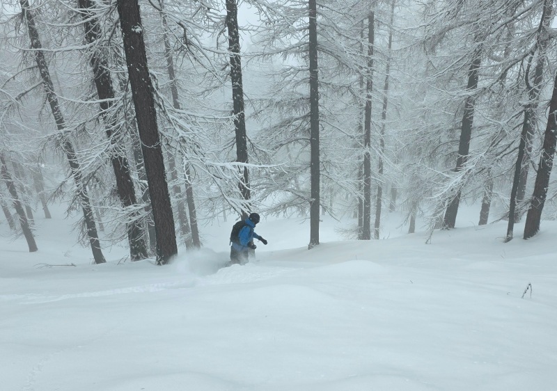 Via Lattea larch tree skiing