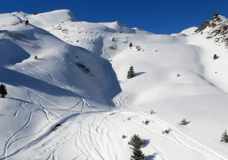 Off-piste powder near Kleine Sheidegg in Grindelwald-Wengan