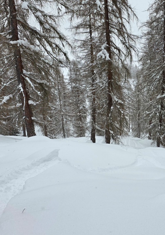 Waldstafel larch skiing