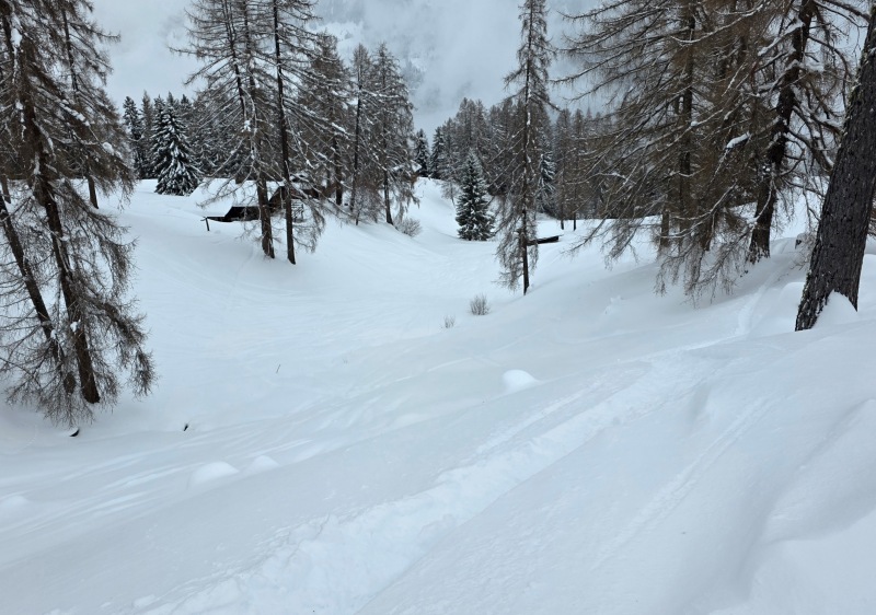 Lower trees below piste #10