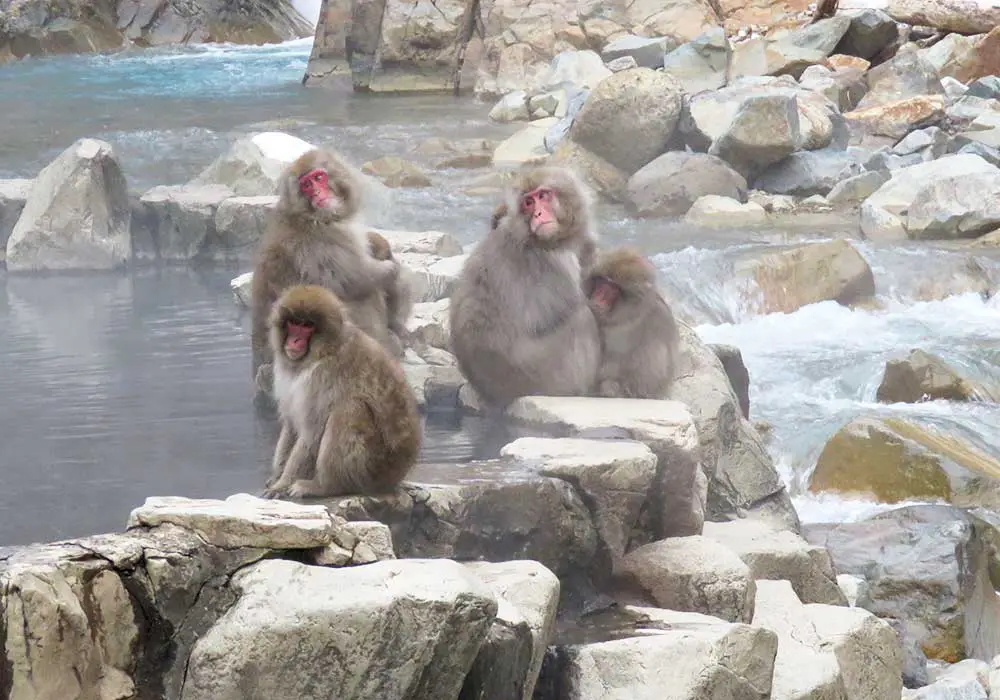 Myoko Kogen Ski Tours, Myoko Onsen