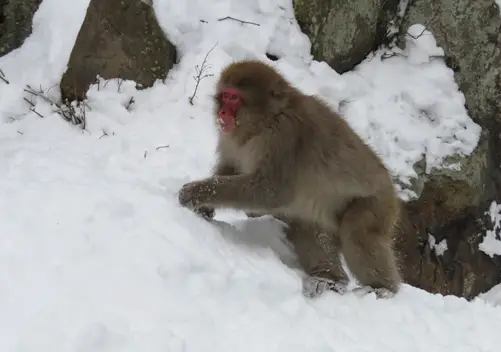 Jigokudani Monkey Park