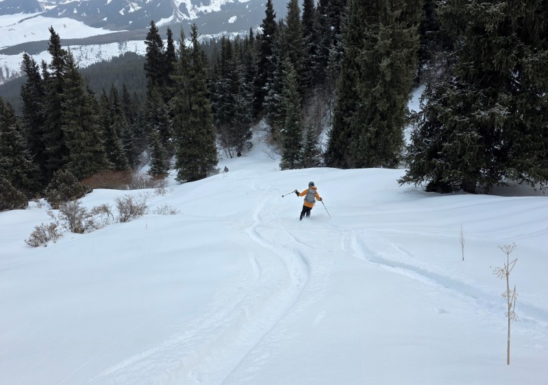 Horse-skiing descent in powder