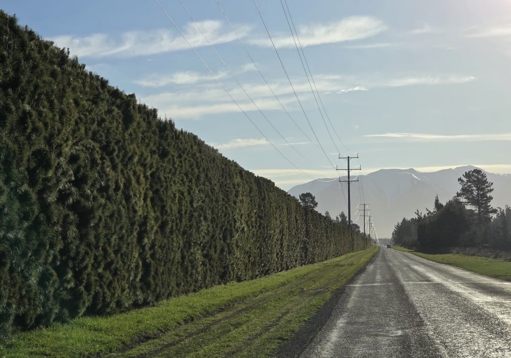 Amazing hedges line the road from Christchurch to Mt Hutt