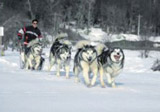 Dog-sledding Temas de Chillan