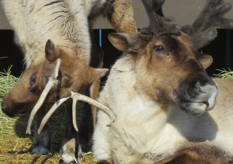 Alyeska Winter Activities Alyeska Heli skiing