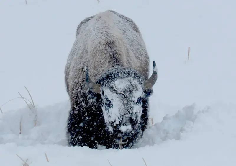 Big Sky Winter Activities