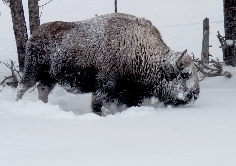 Jackson Hole Activities Heli Skiing Cross Country Skiing jackson-hole-activities-heli-skiing-cross-country-skiing
