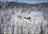 Project X Cat Skiing Adventure