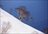 Iwanai Cat Skiing Day Package