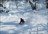 Niseko Cat Skiing Day Tours