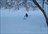 Niseko Cat Skiing Day Tours