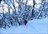 Niseko Cat Skiing Day Tours