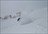 Shimamaki Snowcat Packages