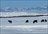 Karkara Cat Skiing Week