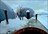 Combo Cat & Sled Skiing